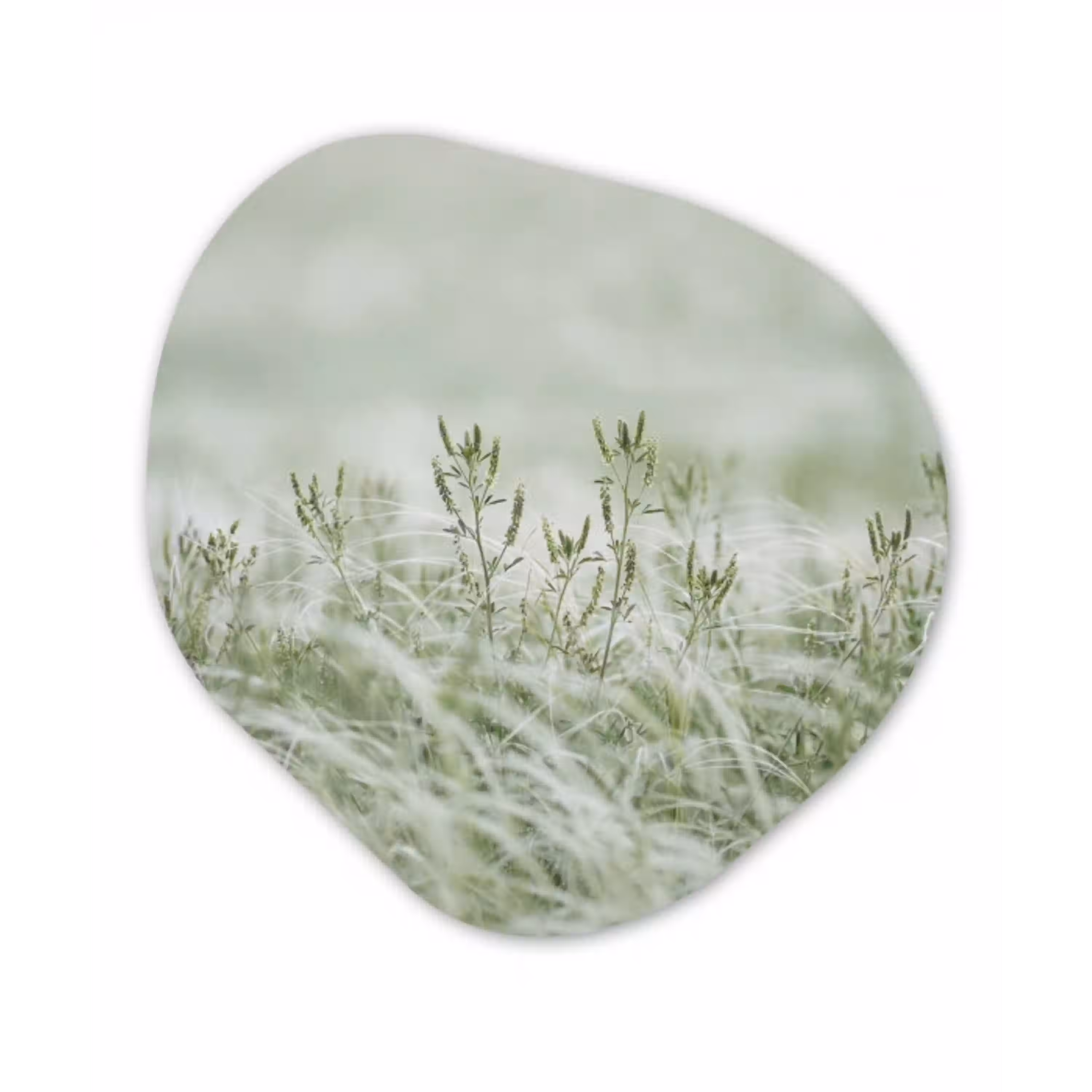 Grassen - Minimalistisch - Groen Wandcirkel Organisch Forex 3mm klein -3d