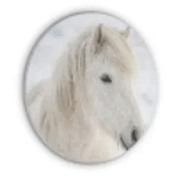 Paard - Kop - Winter - Dieren - Wit Akoestische PET Vilt - Rond klein -3d