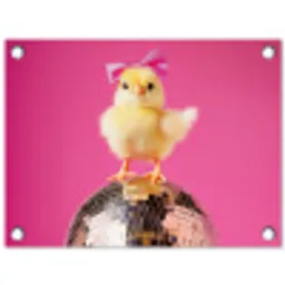 Discobal - Kuiken - Strik tuinposter los doek klein -3d
