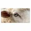 Schaap - Oog - Wit Muismat XXL klein -3d_leeg