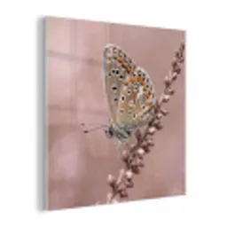 Lavendel - Vlinder - Paars plexiglas 5mm klein -z3d