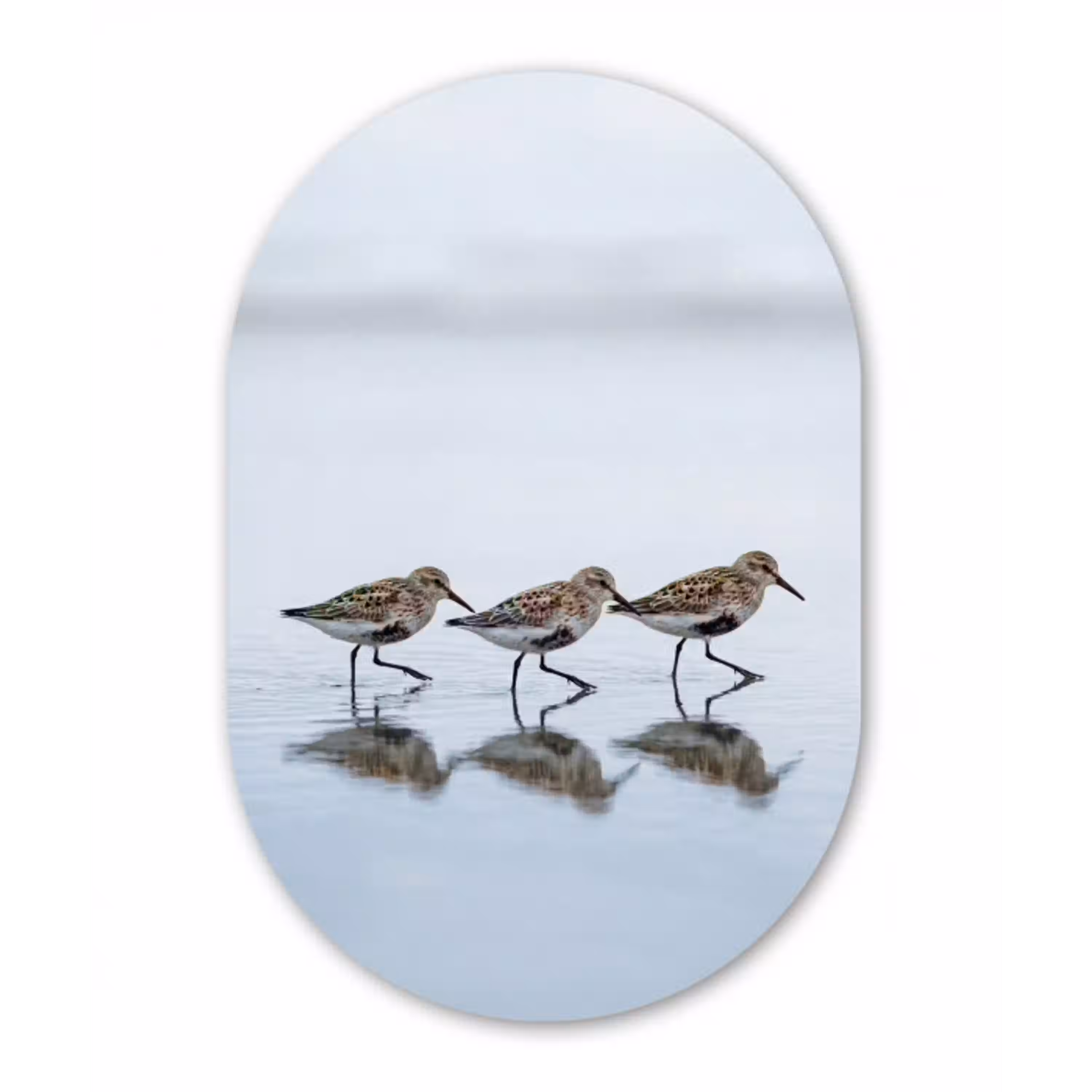 Vogels - Water - Grijs Wandcirkel Ovaal Aluminium middel -3d