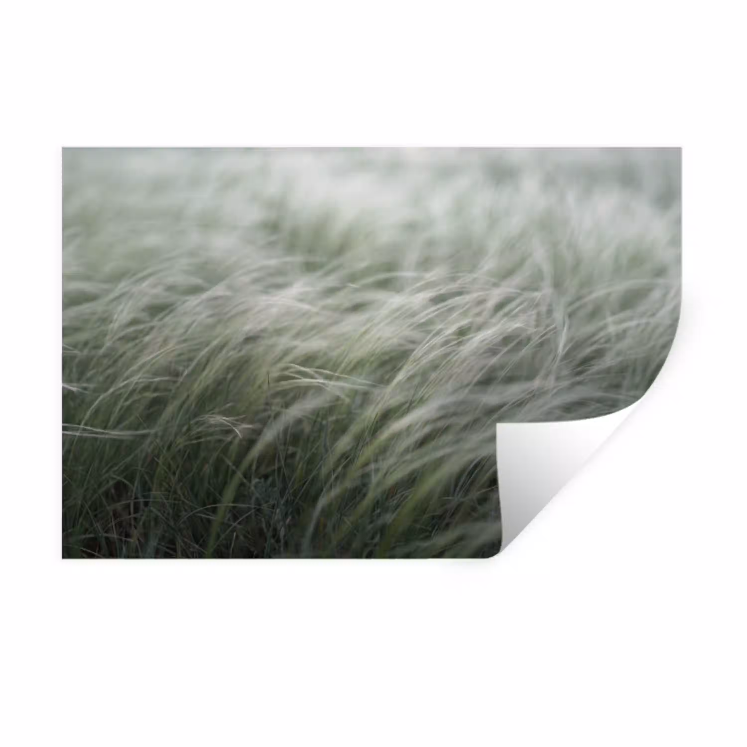 Gras - Wazig - Natuur - Groen - Zacht Muursticker klein -3d
