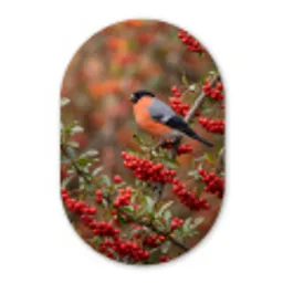 Goudvink - Bessen - Herfst - Natuur - Kleurrijk Wandcirkel Ovaal Aluminium middel -3d