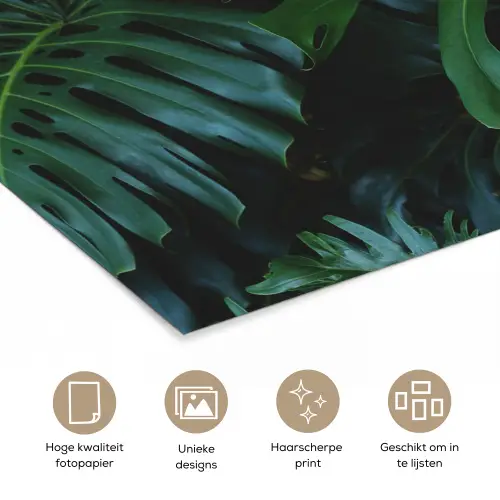 Bladeren - Tropisch - Monstera - Jungle poster papier klein -closeup_NL