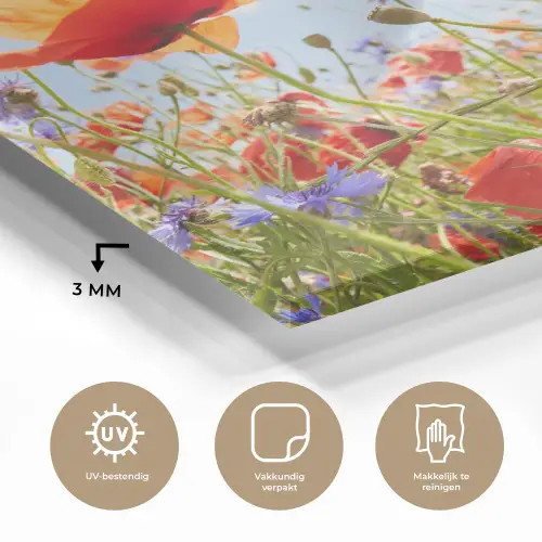 Bloemen - Klaproos - Lente - Natuur - Rood - Blauw plexiglas 5mm klein -sfeer2