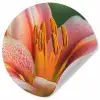 Lelie - Close up - Lichtroze Wandcirkel behangsticker klein -3d