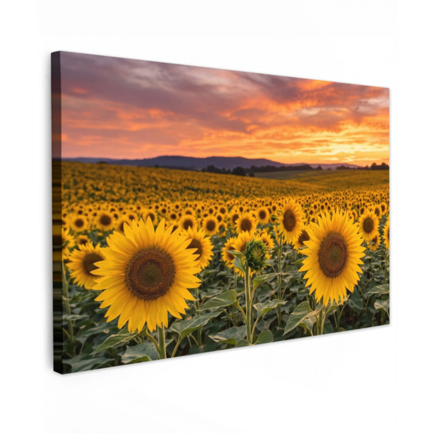 Zonnebloemen - Heuvellandschap - Geel canvas 2cm klein -z3d