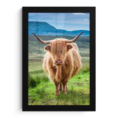 Schotse hooglander - Koe - Natuur - Berg - Gras fotolijst zwart zonder passe partout klein -3d