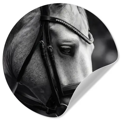 Paard - Schimmel - Portret Wandcirkel behangsticker klein -3d