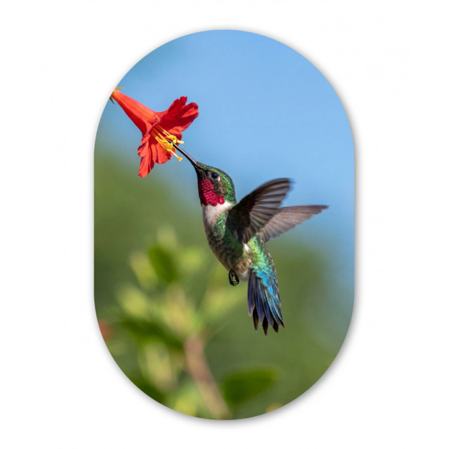 Kolibrie - Bloem - Natuur - Groen Wandcirkel Ovaal Forex klein -3d