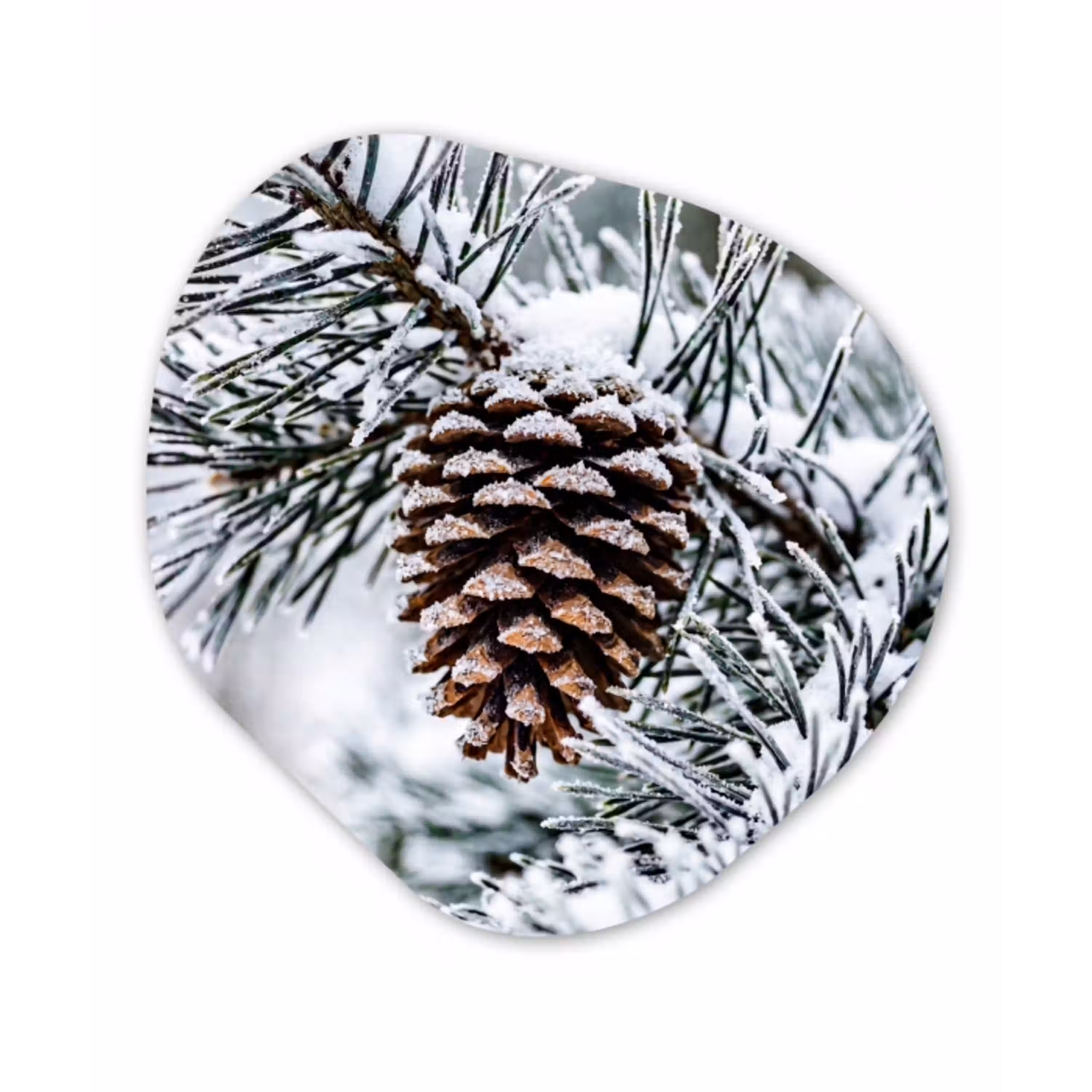 Dennenappel - Tak - Sneeuw - Winter - Sfeervol Wandcirkel Organisch Forex 3mm klein -3d