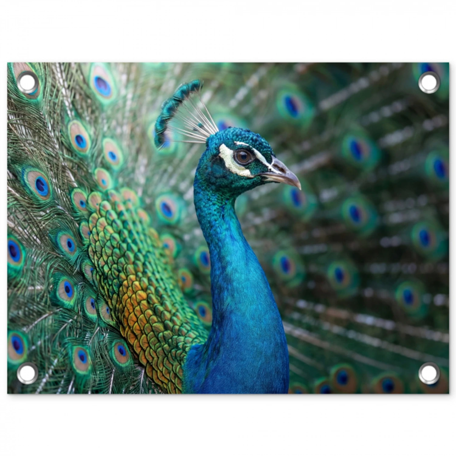 Pauw - Veren - Blauw tuinposter los doek klein -3d