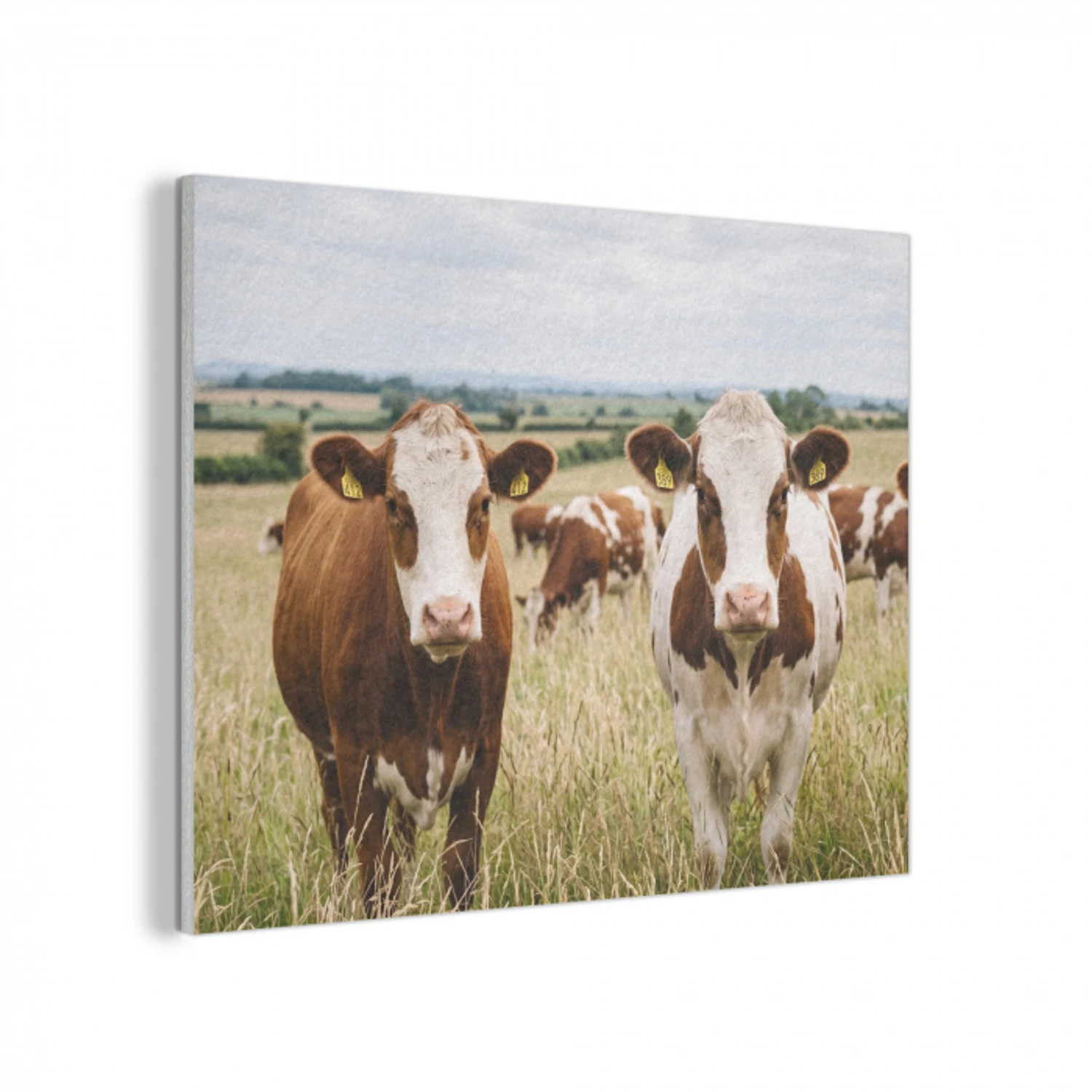 Koeien - Portret - Weide - Boerderij - Nieuwsgierig PET vilt klein -3d