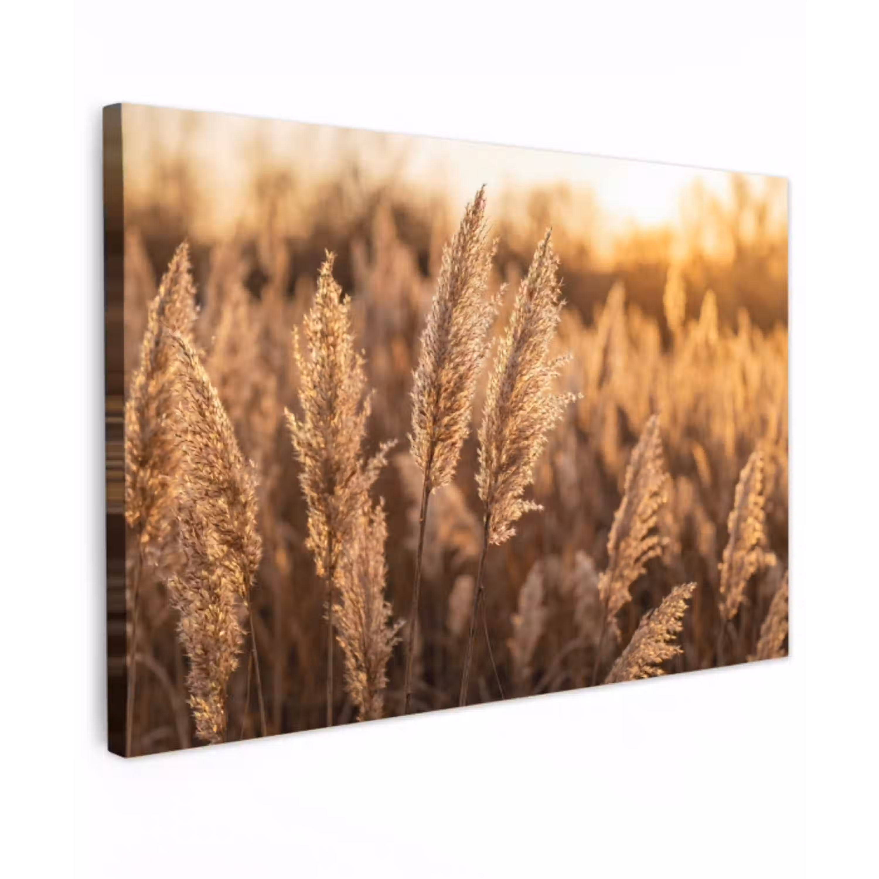 Rietpluimen - Gras - Zonsondergang - Goud - Serene canvas 2cm klein -z3d