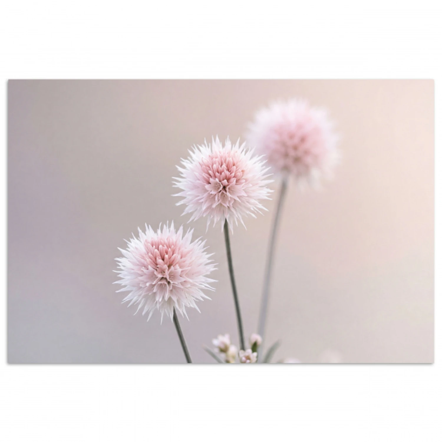 Bloemen - Bollen - Roze poster papier klein -3d