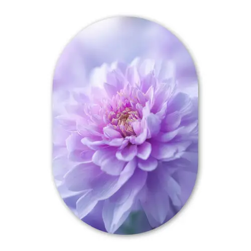 Paars - Dahlia - Dromerig Wandcirkel Ovaal Forex klein -3d