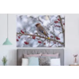 Pestvogel - Bessen - Winter - Natuur forex 5mm xxl -slaapkamer