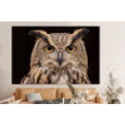 Oehoe - Uil - Portret - Bruin forex 5mm xxl -bovenbank