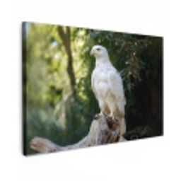 Arend - Hout - Wit - Planten Tuinposter op houten frame 2 cm dik klein -3d