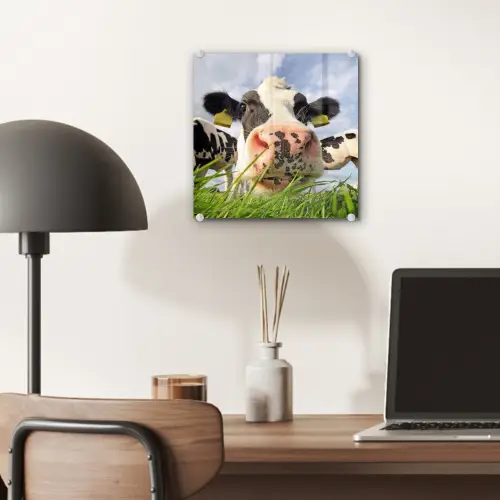 Koe - Boerderij - Gras - Dieren plexiglas 5mm klein -sfeer6