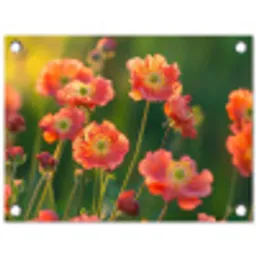 Bloemenveld - Zonnestralen - Oranje tuinposter los doek klein -3d