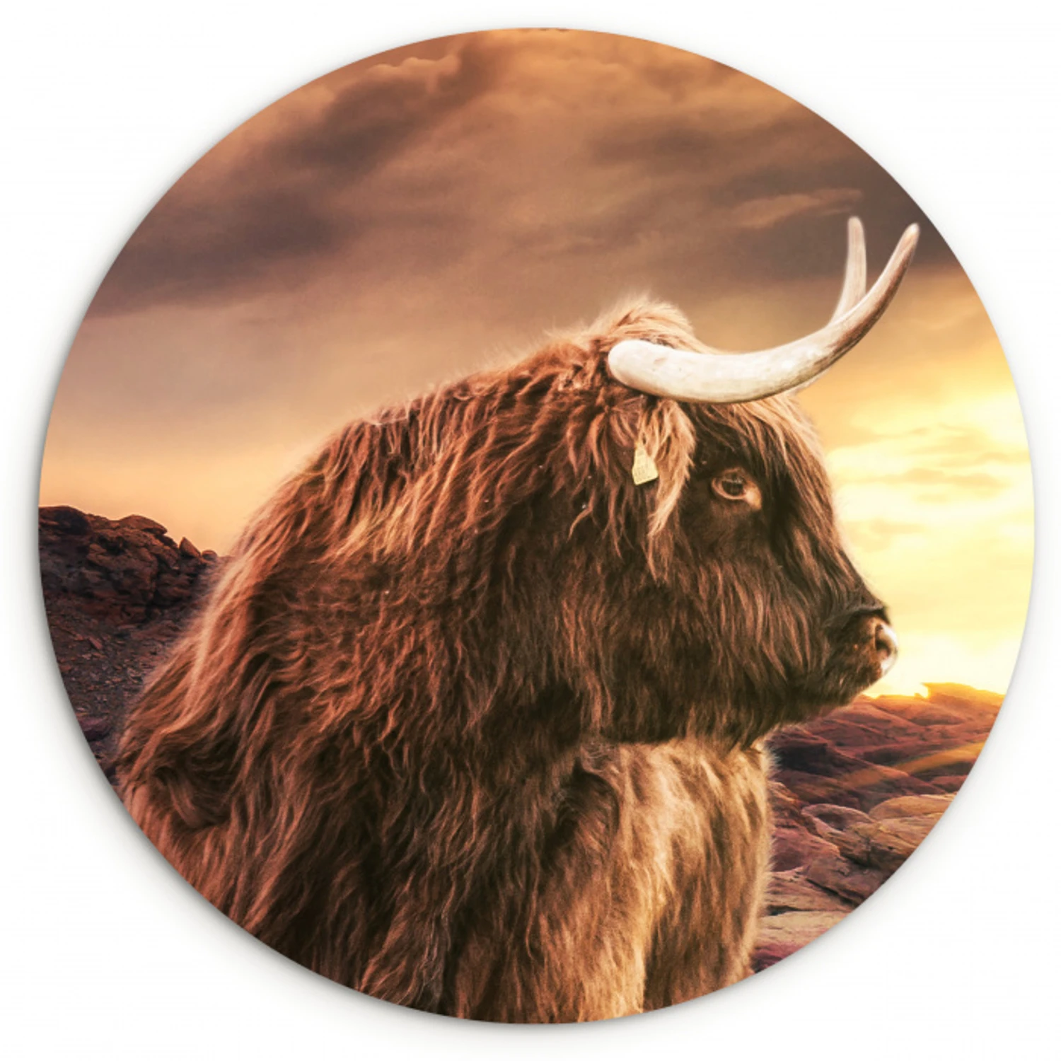 Schotse hooglander - Zon - Horizon - Koe - Dieren Wandcirkel kunststof plaat 5mm dik klein -3d