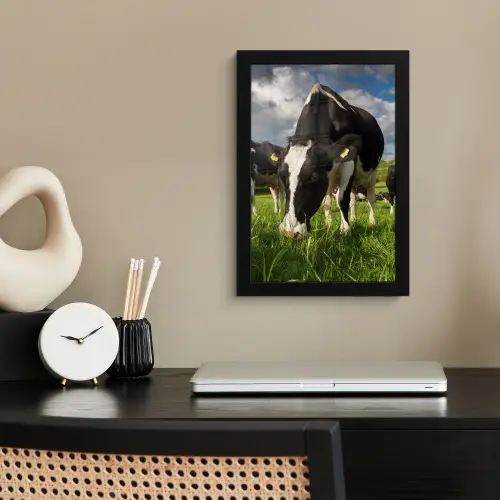Koeien - Dieren - Gras - Weiland - Boerderij fotolijst zwart zonder passe partout klein -sfeer1