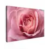 Roze - Roos - Romantisch canvas 2cm klein -z3d