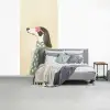 Hond - Zonnebril - Sjaal fotobehang vinyl groot -slaapkamer
