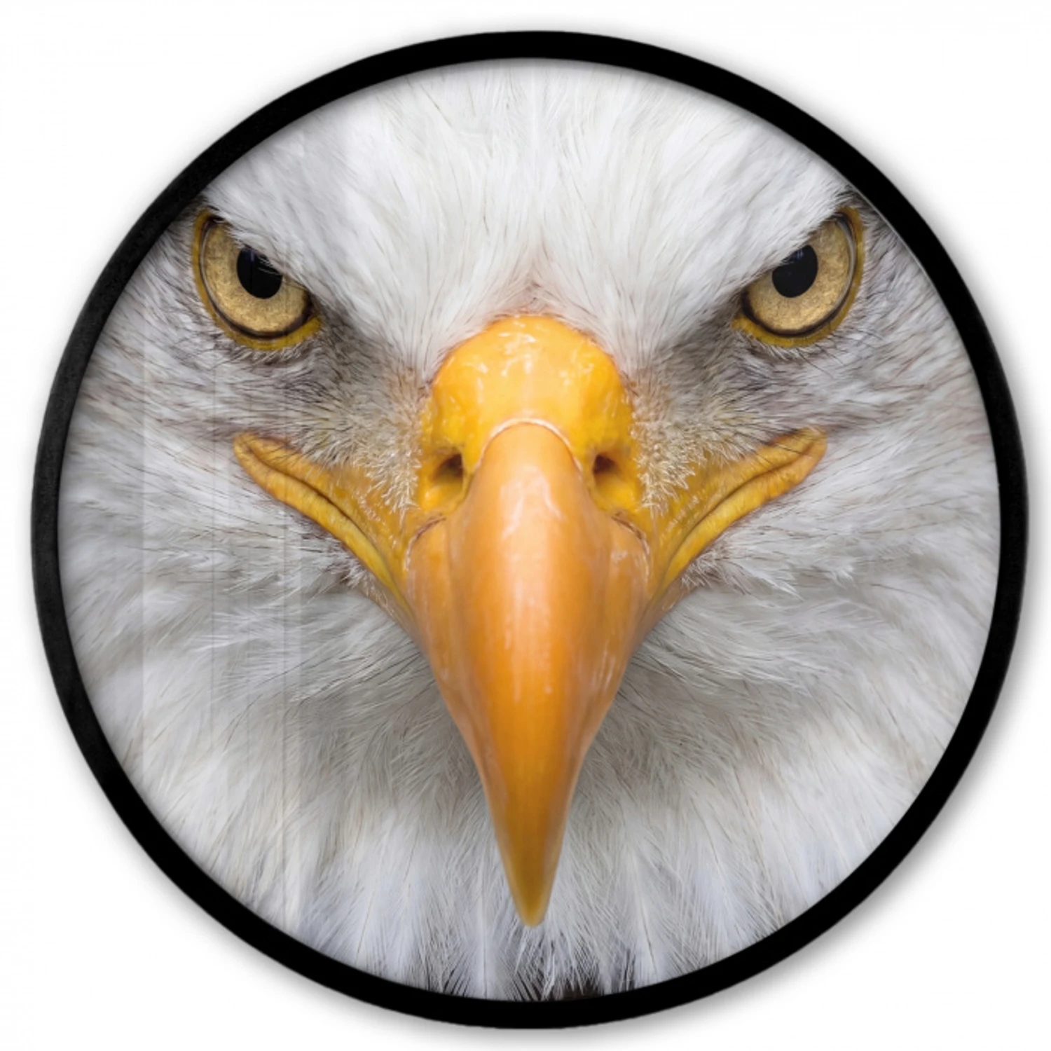 Amerikaans - Zeearend - Portret - Geel Fotolijst rond zonder passe partout klein -3d