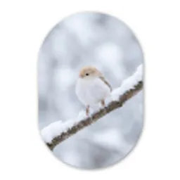 Vogeltje - Sneeuw - Tak - Winter - Zacht Wandcirkel Ovaal Forex klein -3d