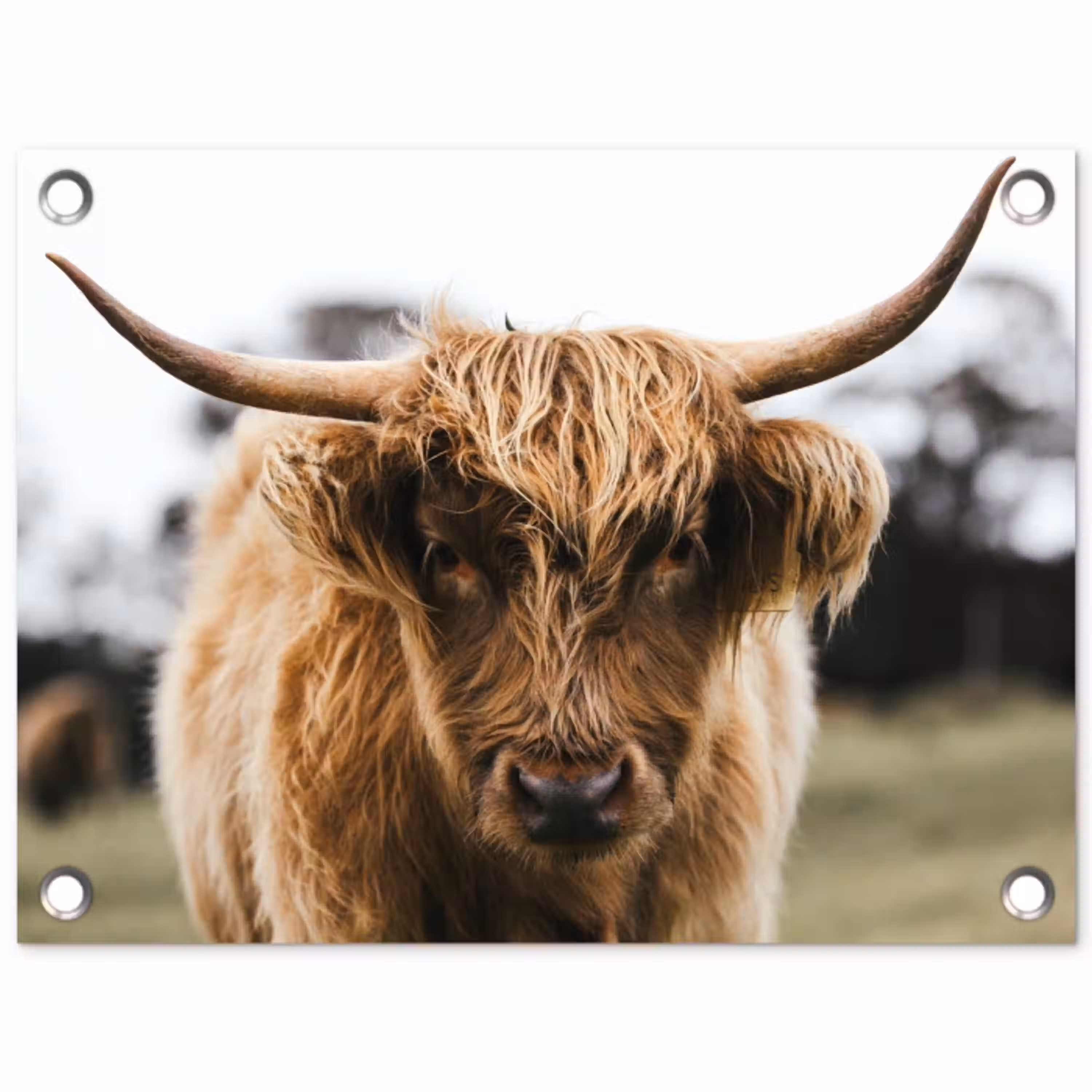 Schotse Hooglander -  Koe - Gras - Dieren - Natuur tuinposter los doek klein -3d