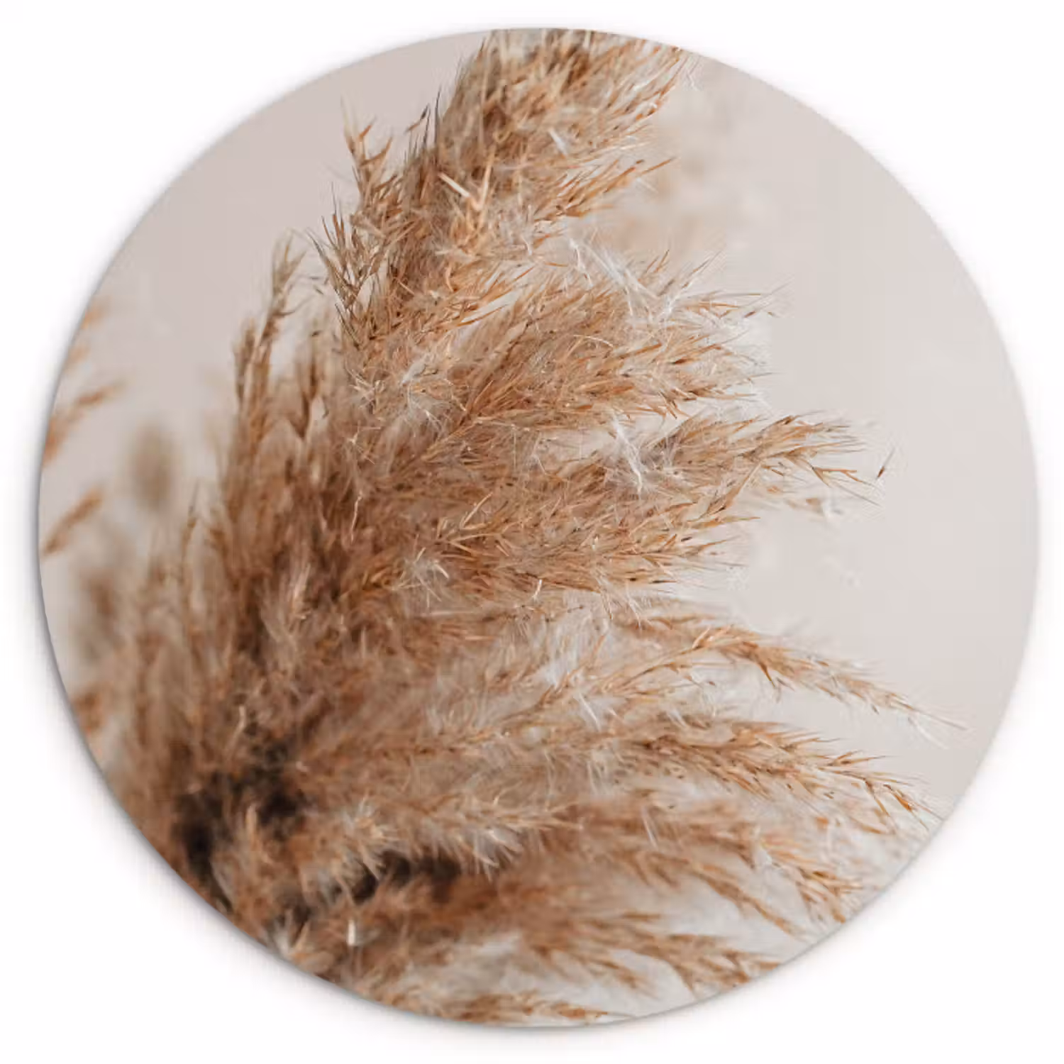 Muurcirkel - Gras - Planten - Natuur - Pampasgras
