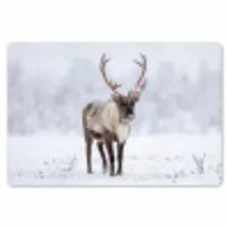 Rendier - Gewei - Toendra - Sneeuw - Wild Placemat vinyl groot -zzsfeer1_Kitchenyeah-website