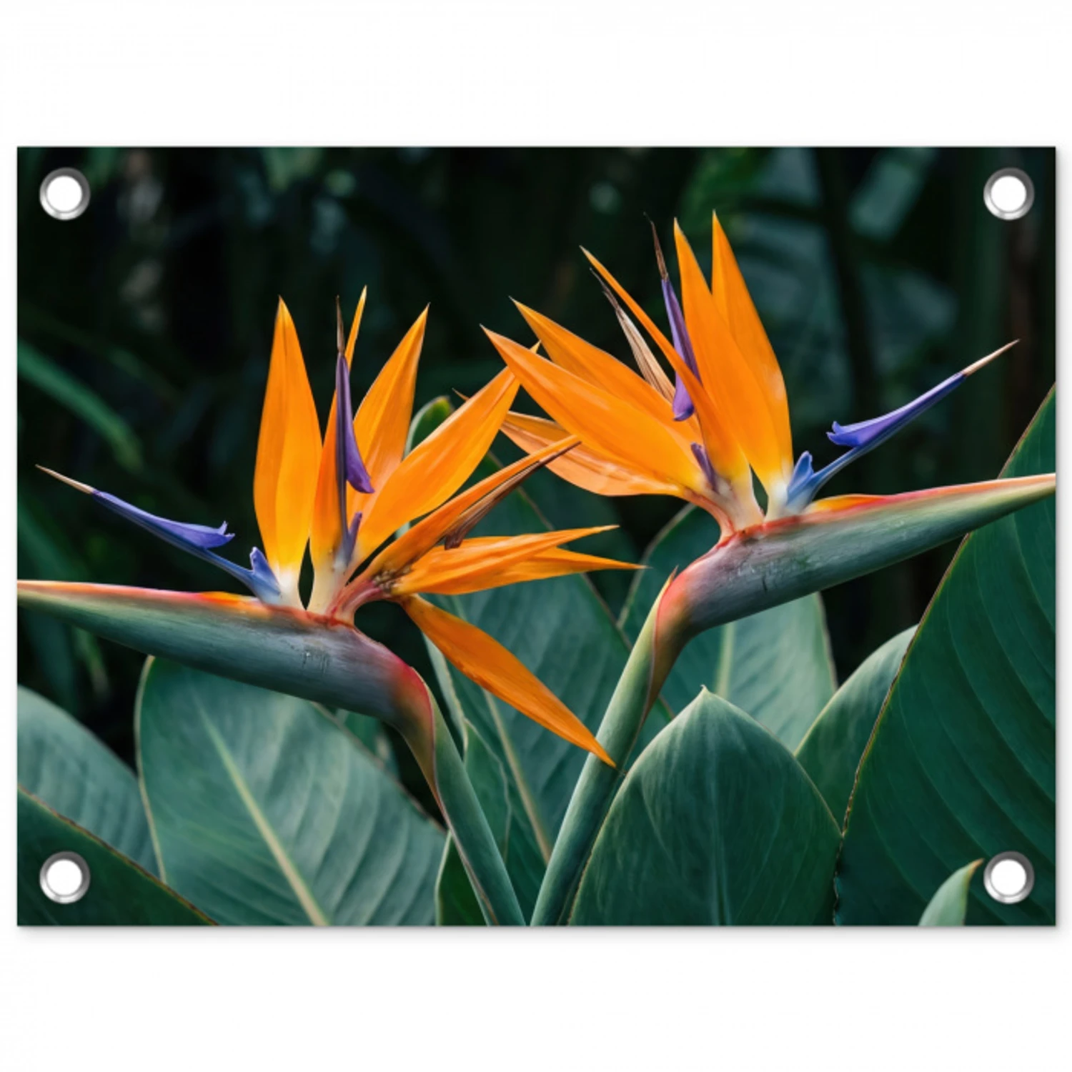 Paradijsvogel - Bloem - Exotisch tuinposter los doek klein -3d
