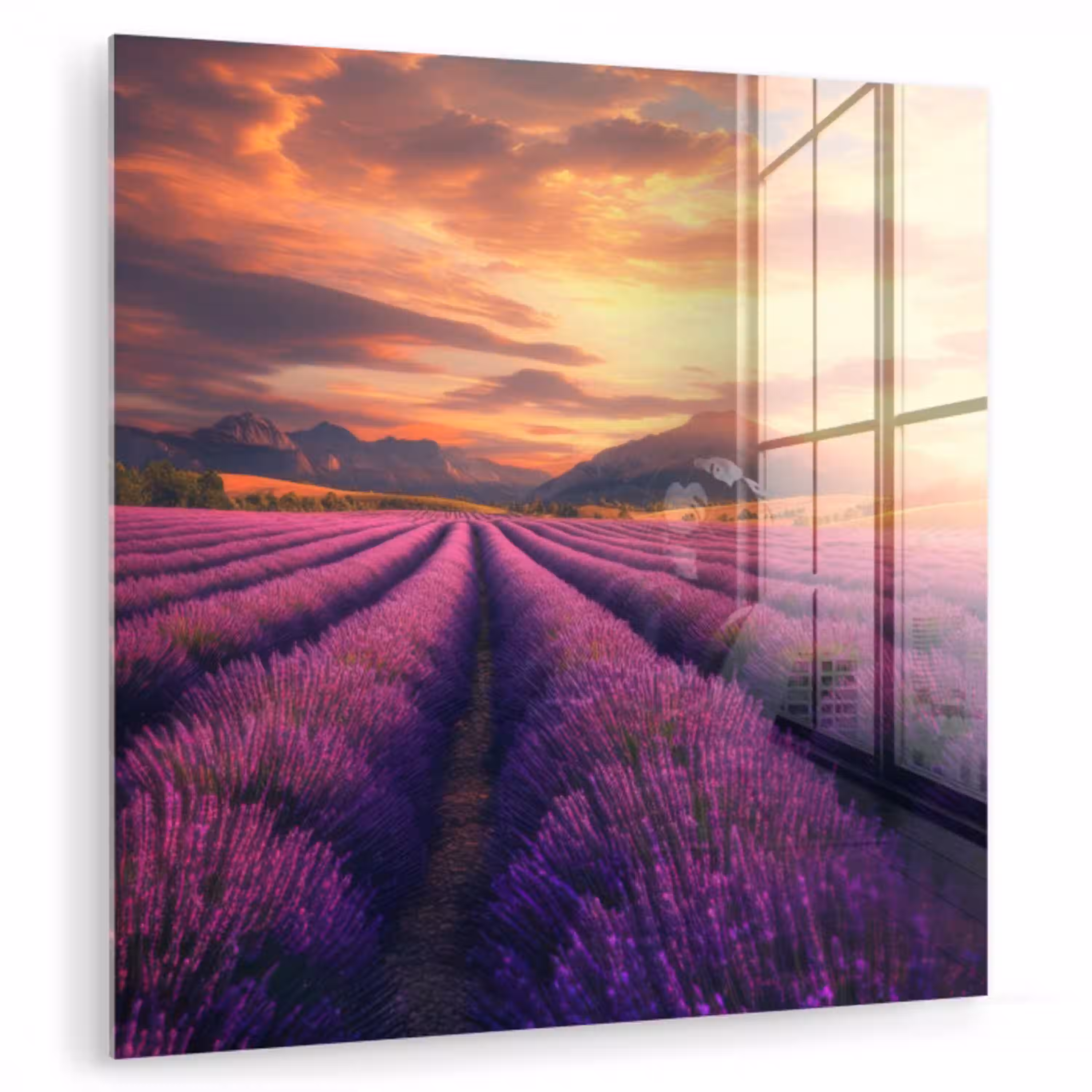 Lavendelveld - Zonsondergang - Paars plexiglas 5mm klein -zzzproduct_nieuw