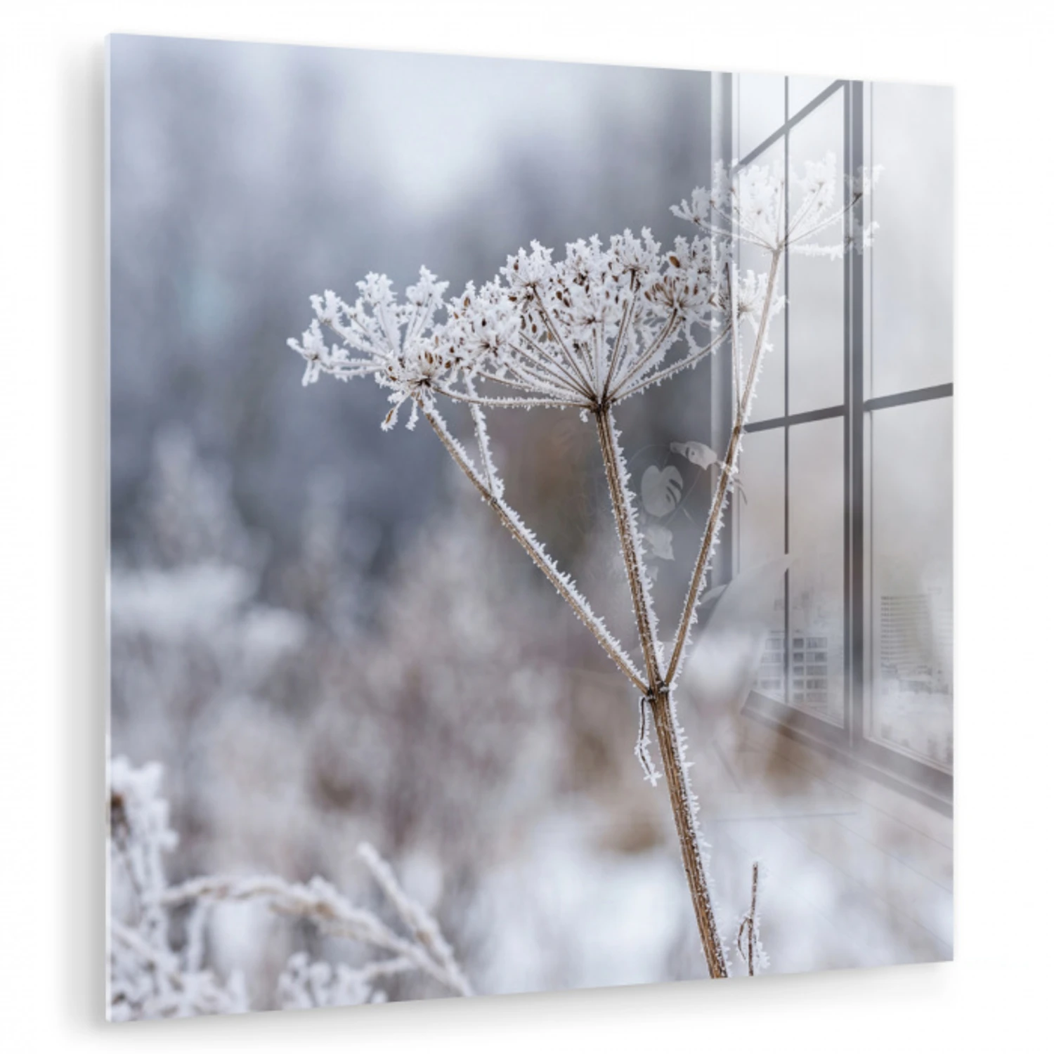 Schermbloem - Rijp - Kristallen - Winter - Delicaat plexiglas 5mm klein -zzzproduct_nieuw