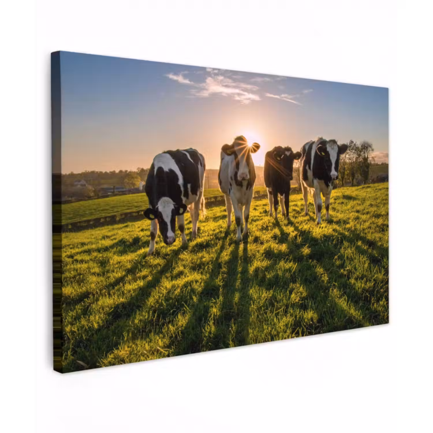 Outdoor Leinwand - Kühe in der Morgensonne