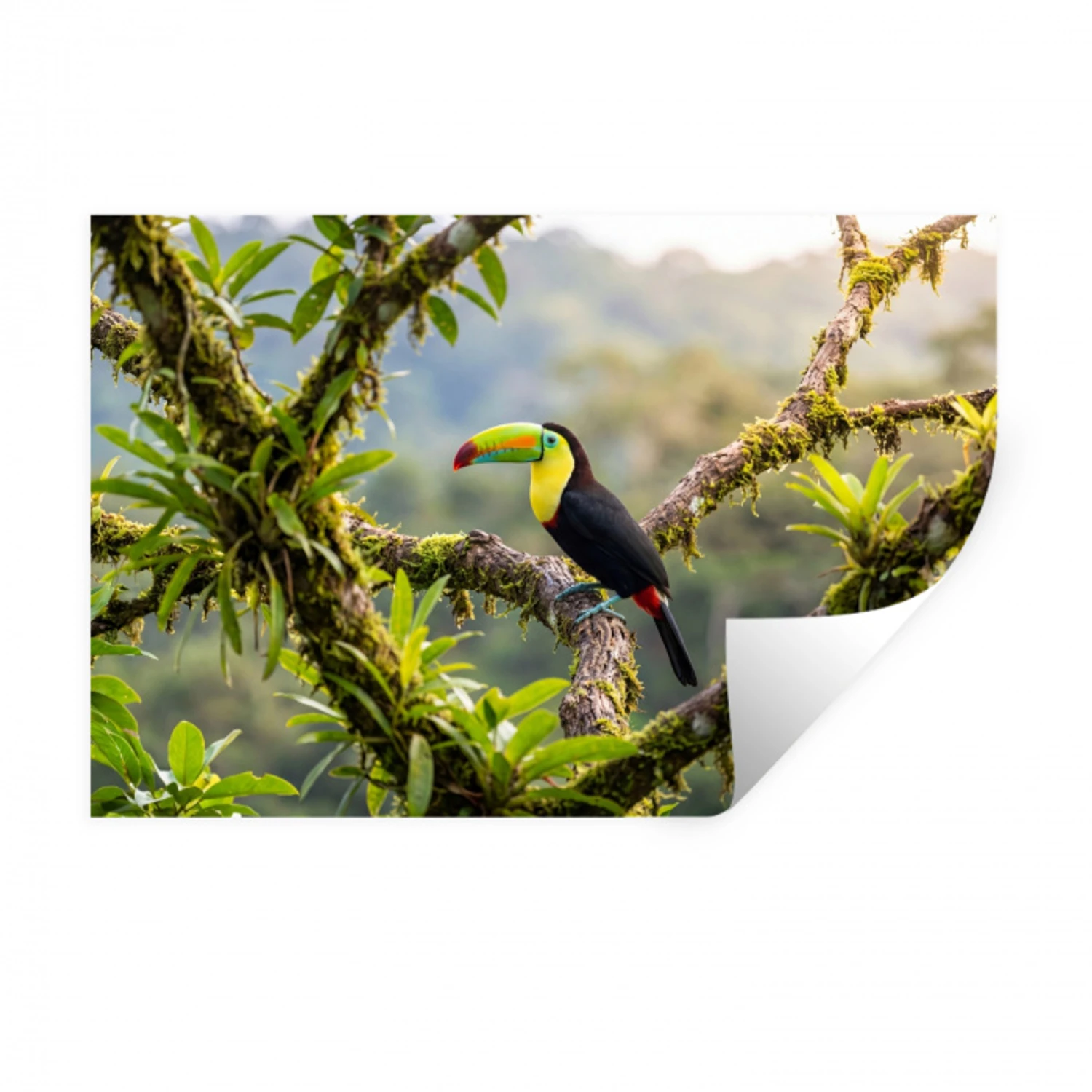 Toekan - Jungle - Natuur - Kleurrijk Muursticker klein -3d