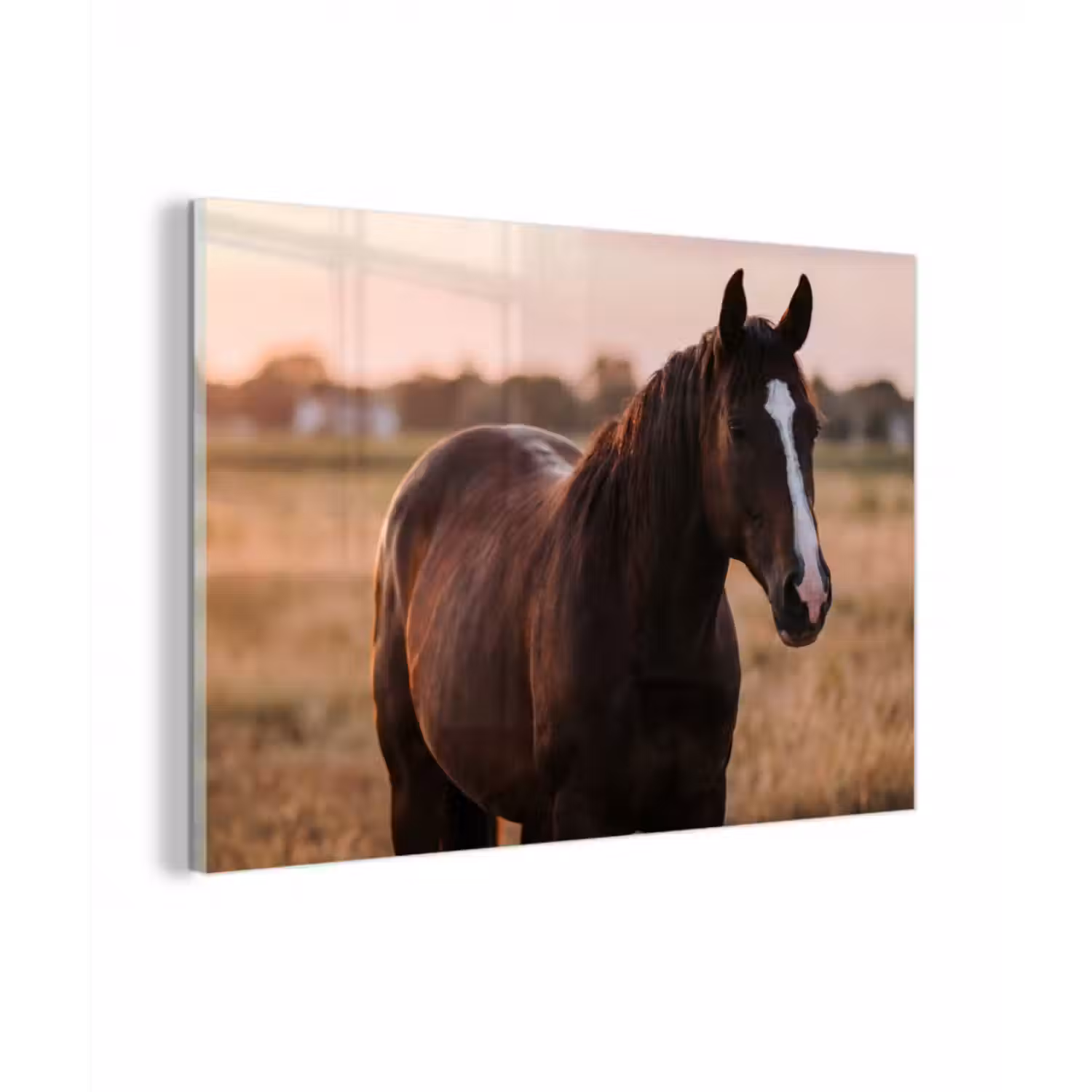 Glasbild - Pferd - Sonnenuntergang - Braun