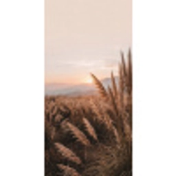 Gras - Veld - Zon - Natuur Behang Vlies klein -3d_website