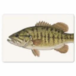 Vissen - Natuur - Vintage Placemat vinyl groot -zzsfeer1_Kitchenyeah-website