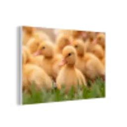 Pijltje - Eend - Natuur - Geel forex 5mm xxl -3d
