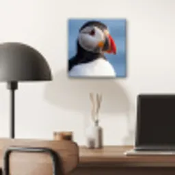 Papegaaiduiker - Portret - Natuur aluminium wit klein -sfeer5