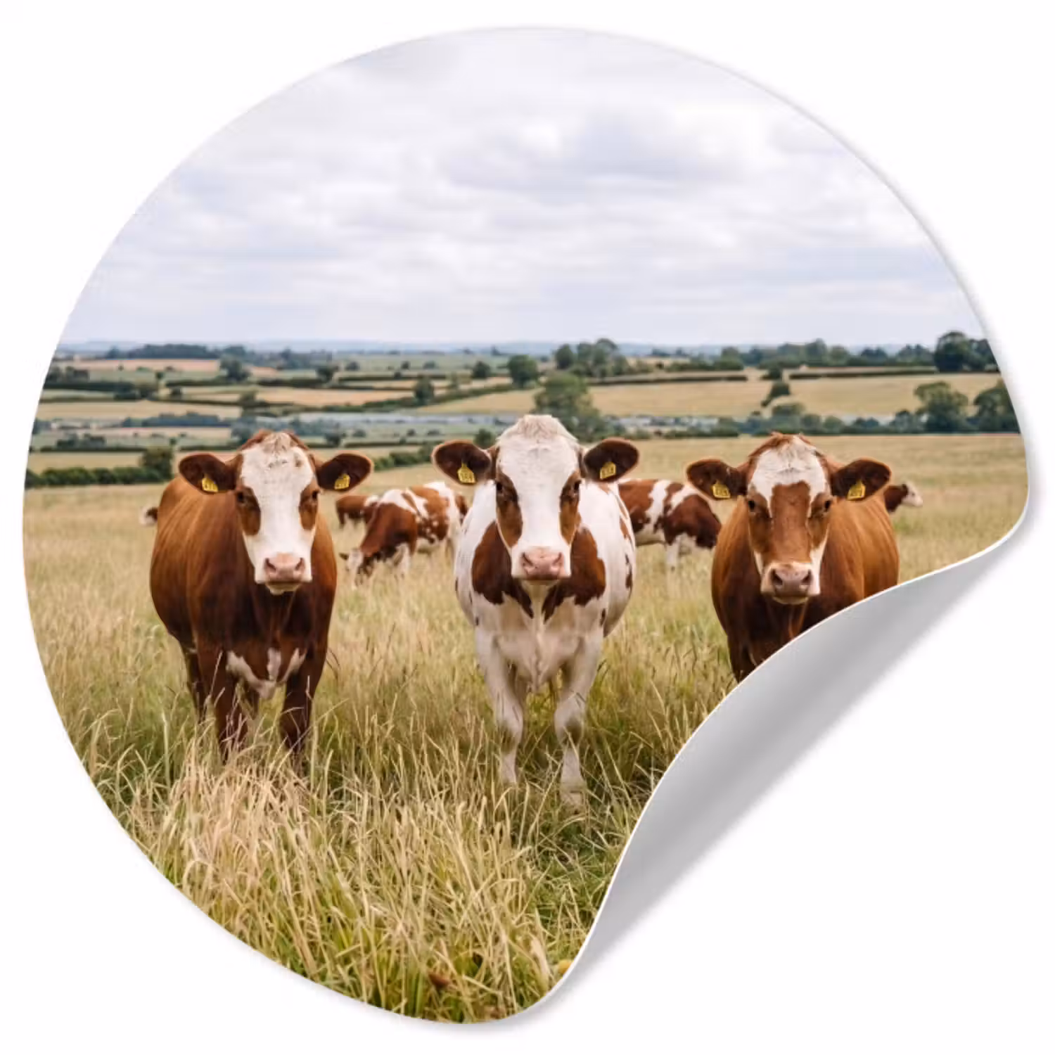 Behangcirkel - Koeien - Portret - Weide - Boerderij - Nieuwsgierig