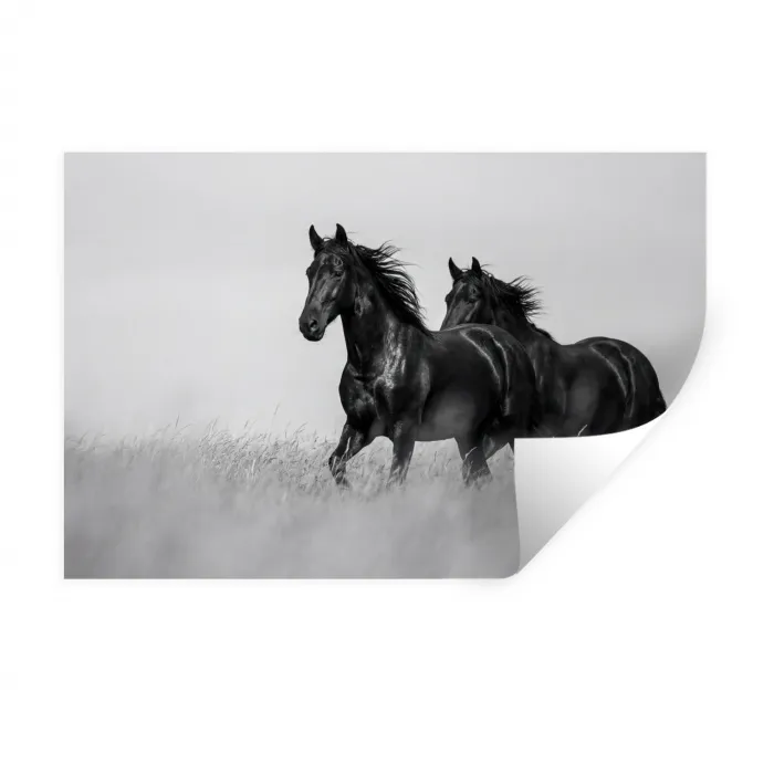 Paarden - Gras - Zwart - Wit Muursticker klein -3d