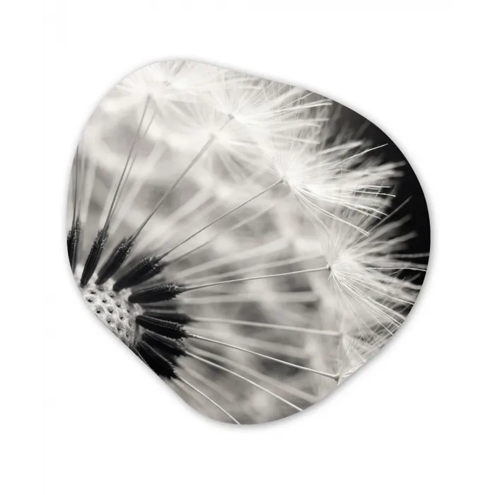 Paardenbloem - Zwart - Wit Wandcirkel Organisch Aluminium middel -3d