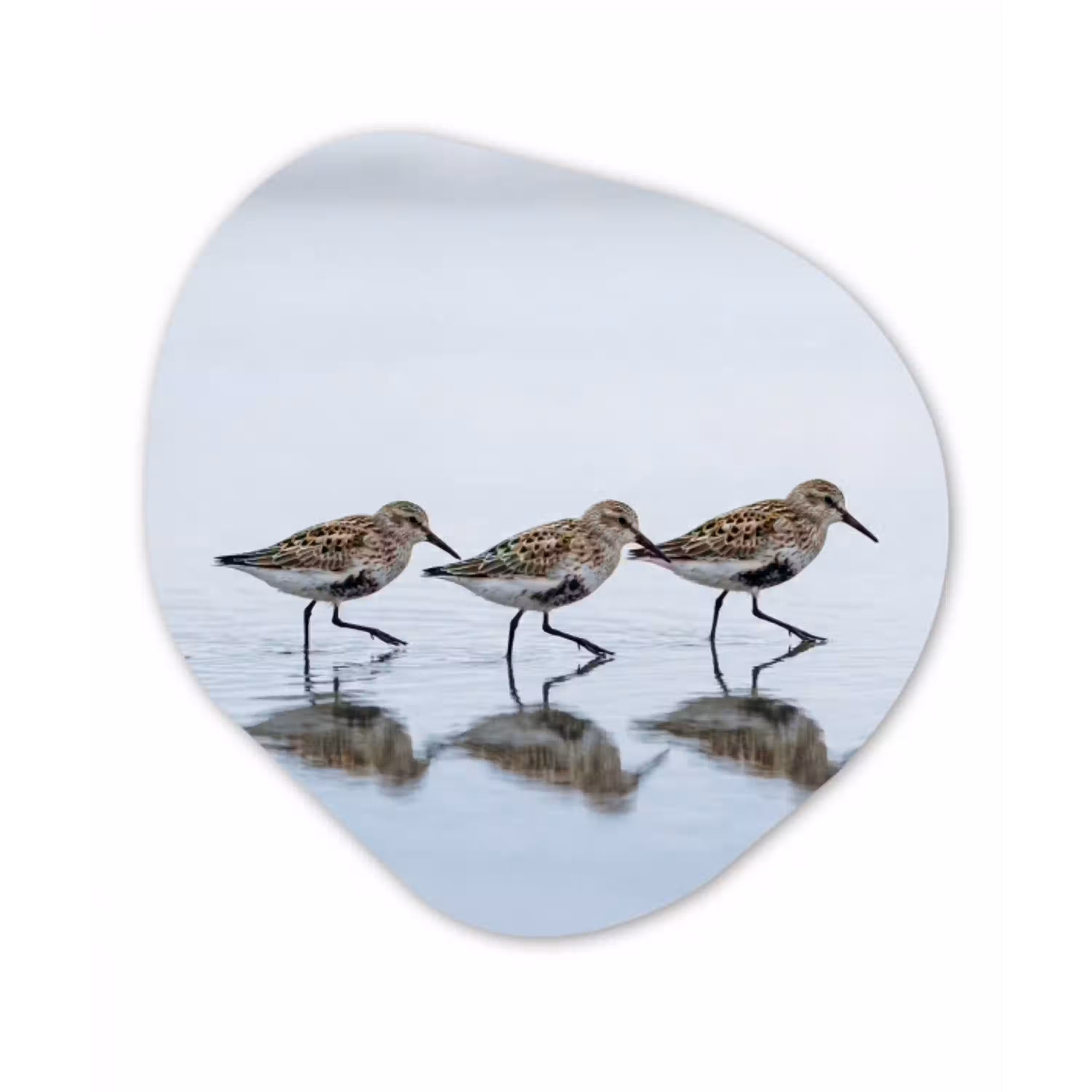 Vogels - Water - Grijs Wandcirkel Organisch Forex 3mm klein -3d