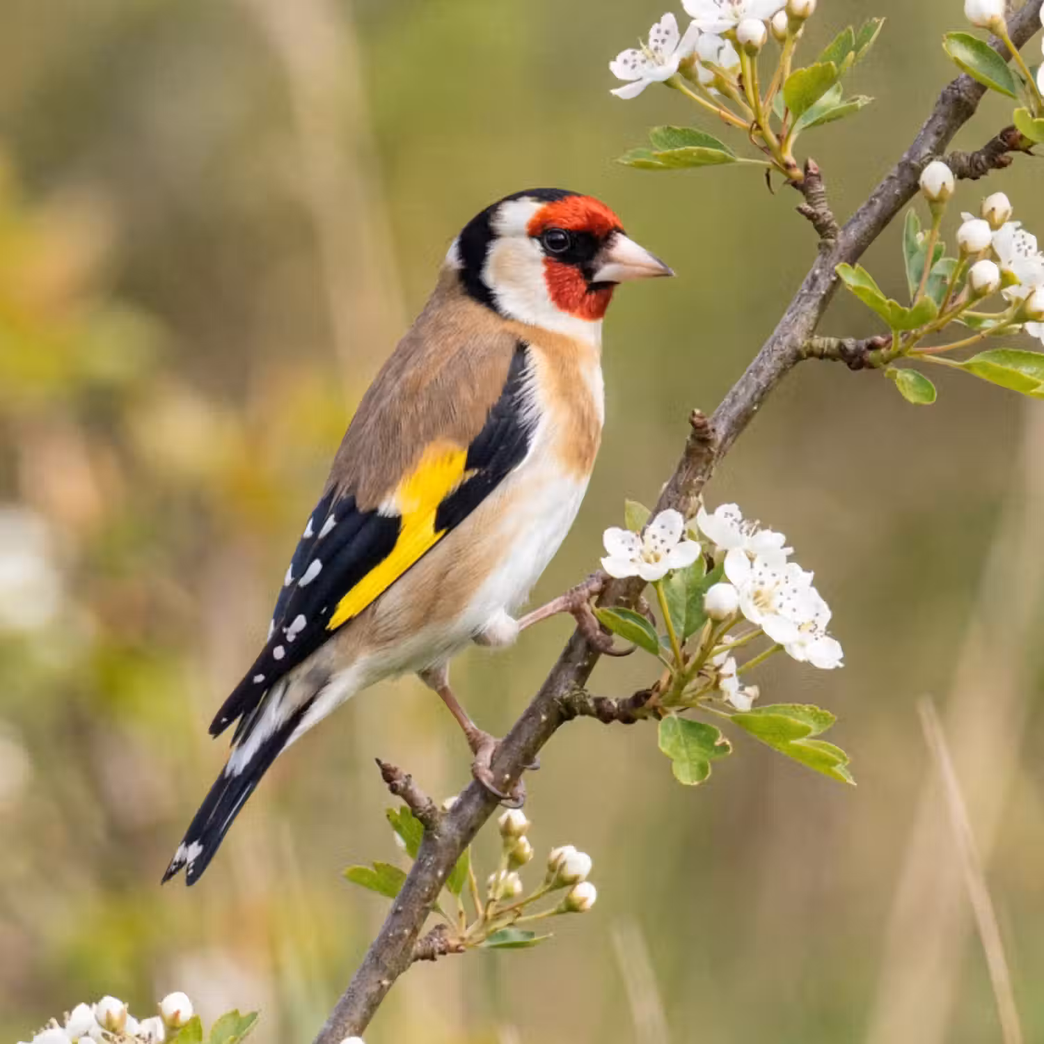 Tapete - Stieglitz - Blüte - Frühling - Natur - Farbenfroh